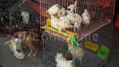 在越南市场，鸡被关在笼子里。 鸡在新鲜产品的商店等待买家。 新店